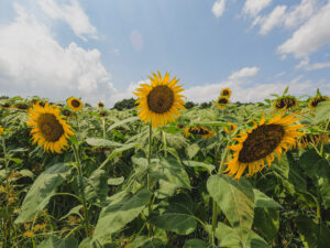 sunflowers in Raleigh
