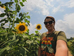 sunflowers in Raleigh