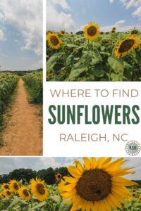 A detailed guide on taking a day trip to see the sunflowers in Raleigh at Dorothea Dix Park, as well as other things to do nearby.