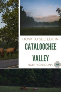 A guide packed full of useful tips on how to spot Elk in Cataloochee Valley to help you prepare for a memorable adventure.