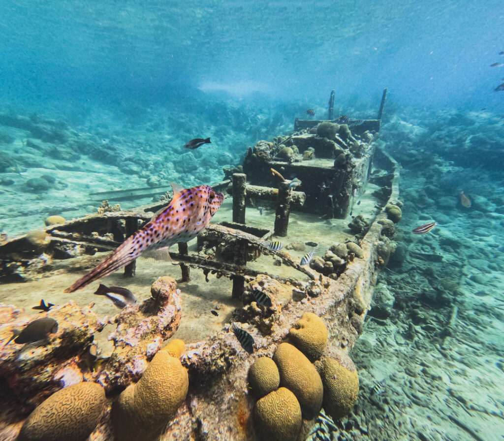 A Foolproof Guide On How To Snorkel To The Tugboat Wreck In Curacao