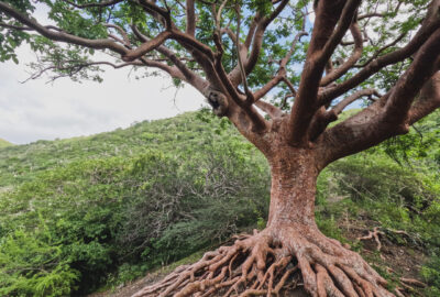 Tree of Life Curacao