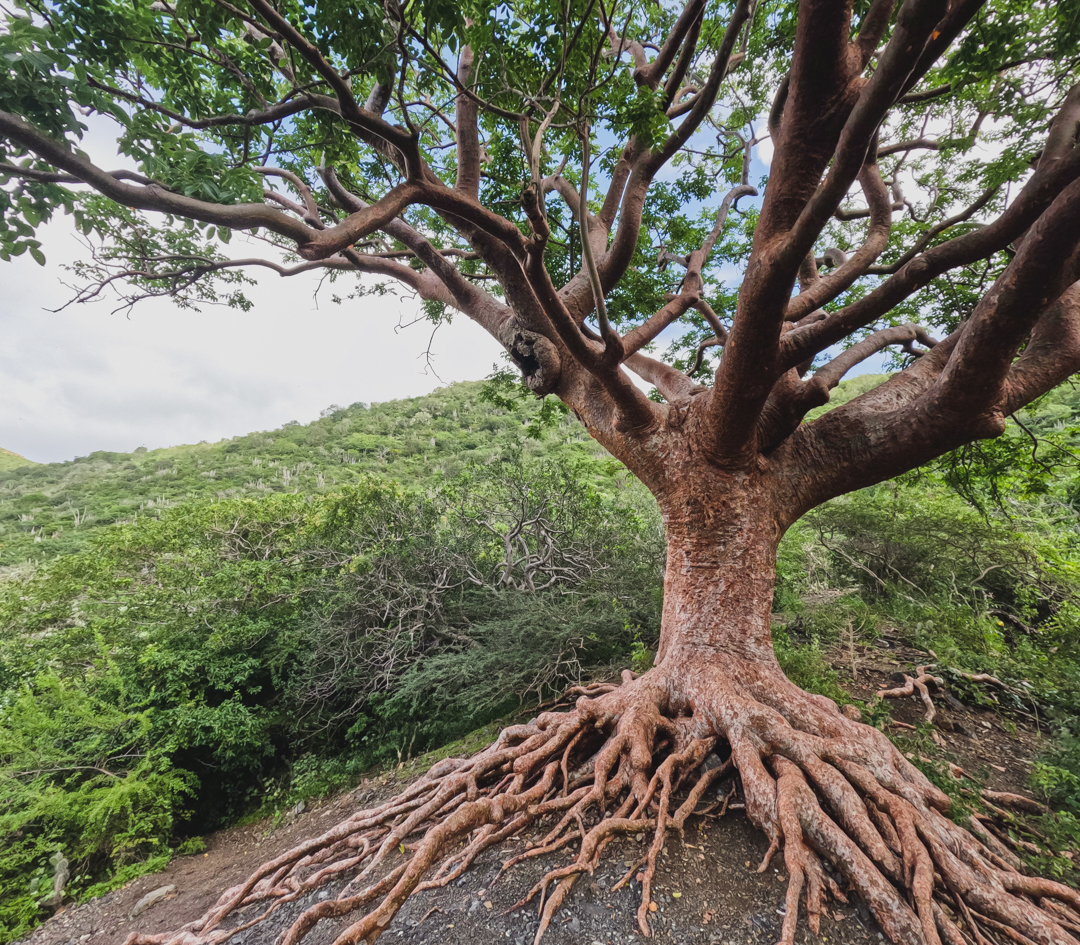 Tree of Life Curacao