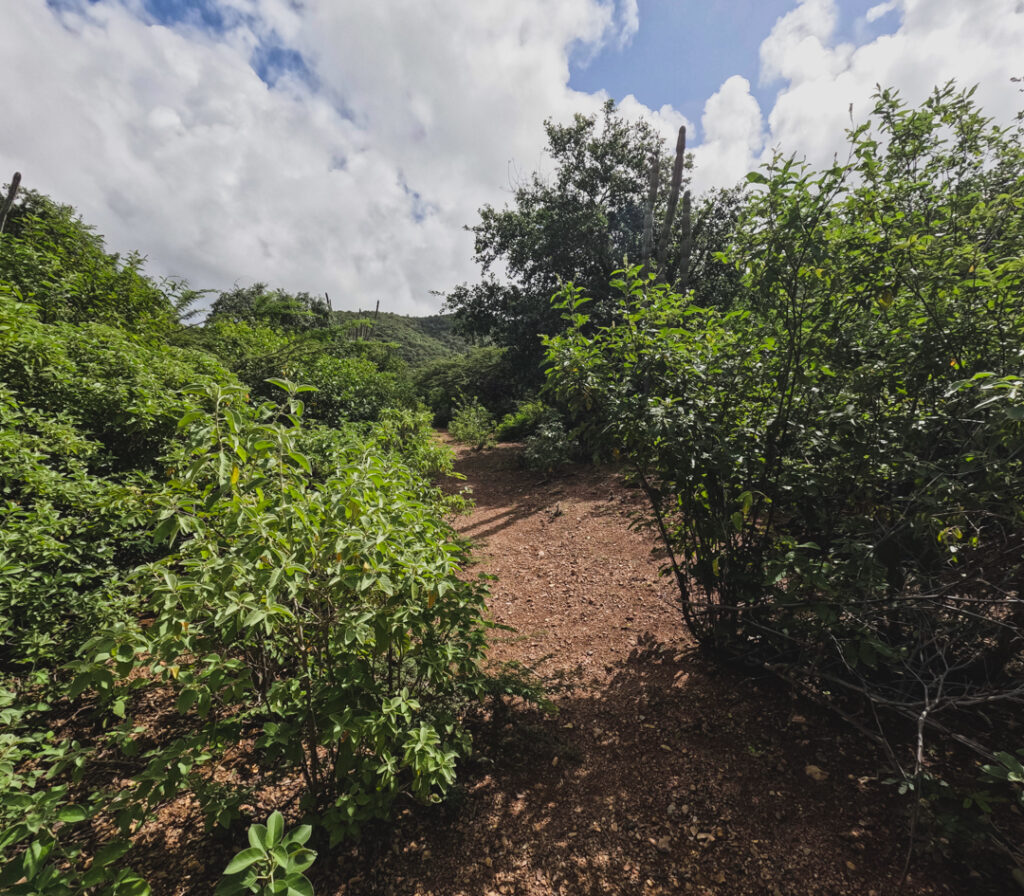 A Step By Step Guide On Hiking To The Tree Of Life, Curacao